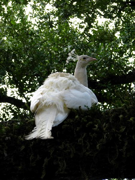 Flamingo-Gardens-Davie-FL-078