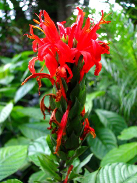 Flamingo-Gardens-Davie-FL-080