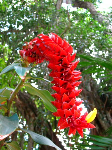 Flamingo-Gardens-Davie-FL-081