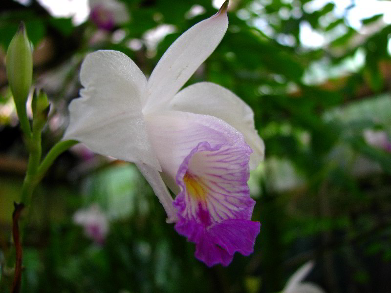 Flamingo-Gardens-Davie-FL-083