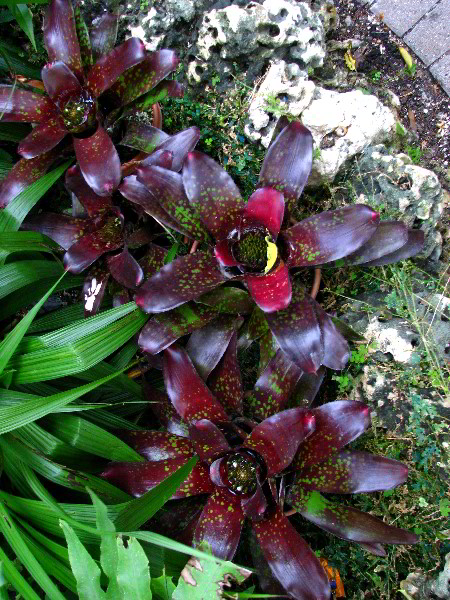 Flamingo-Gardens-Davie-FL-085