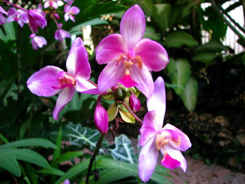 Flamingo-Gardens-Davie-FL-086