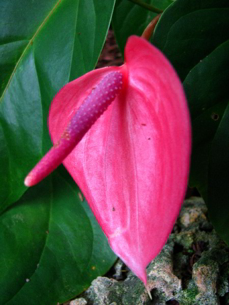 Flamingo-Gardens-Davie-FL-087