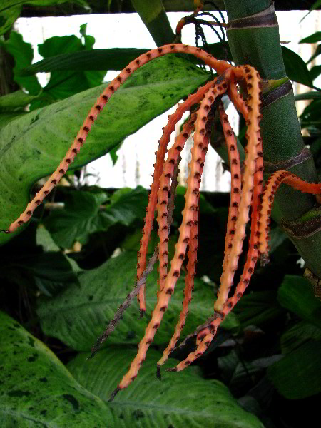 Flamingo-Gardens-Davie-FL-089