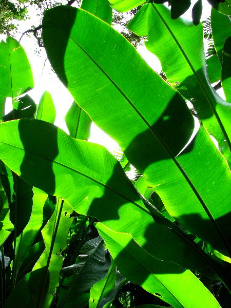 Flamingo-Gardens-Davie-FL-090