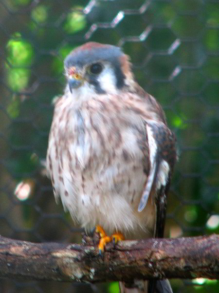 Flamingo-Gardens-Davie-FL-091