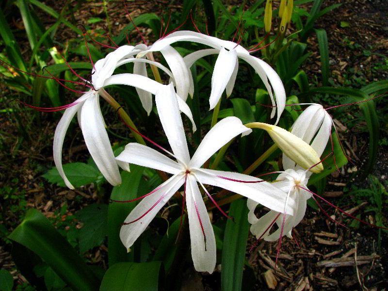 Flamingo-Gardens-Davie-FL-092