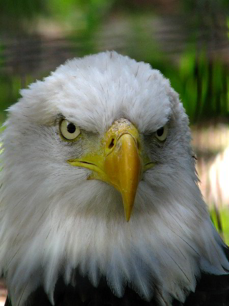 Flamingo-Gardens-Davie-FL-094
