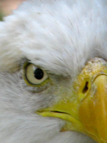 Flamingo-Gardens-Davie-FL-095