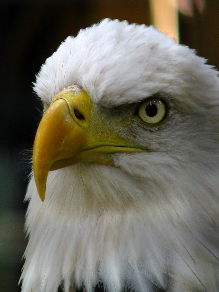 Flamingo-Gardens-Davie-FL-096