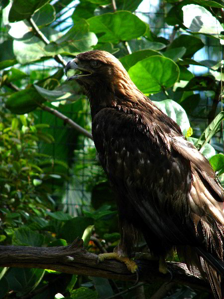 Flamingo-Gardens-Davie-FL-100