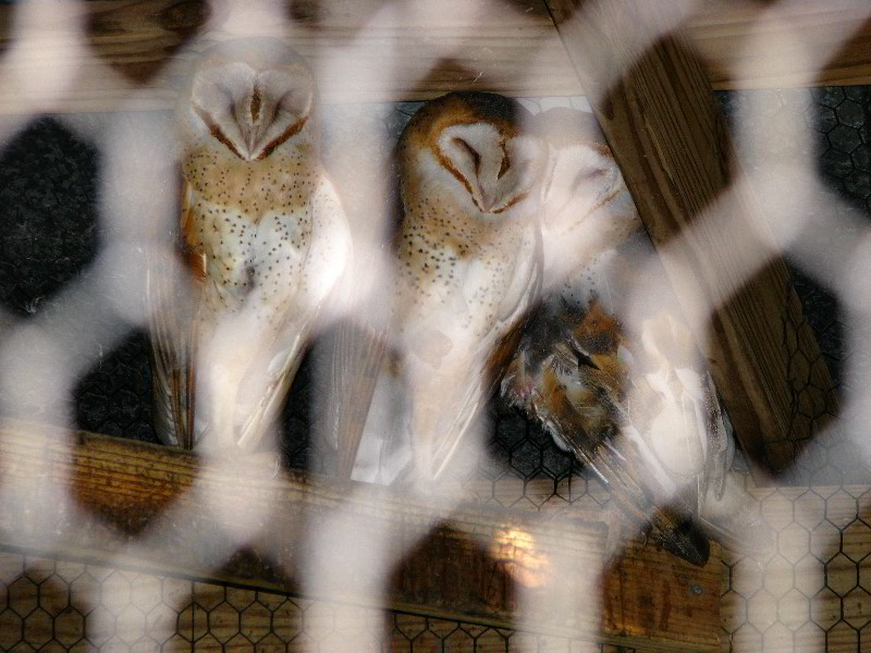 Flamingo-Gardens-Davie-FL-102