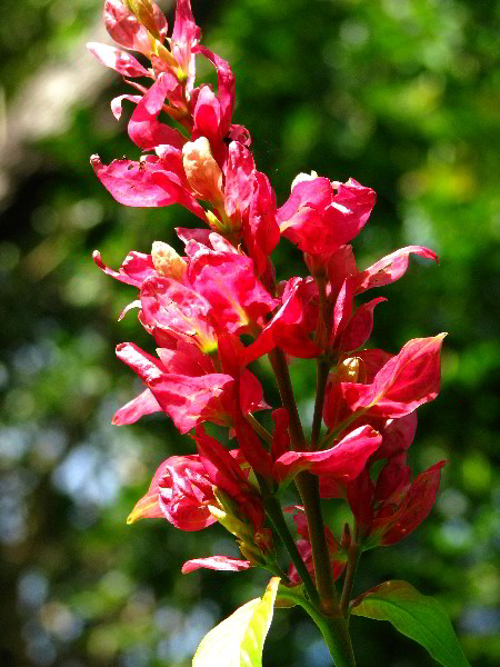 Flamingo-Gardens-Davie-FL-106