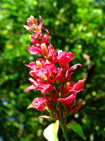 Flamingo-Gardens-Davie-FL-107