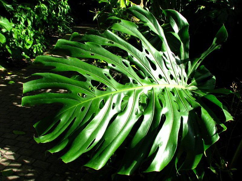 Flamingo-Gardens-Davie-FL-108