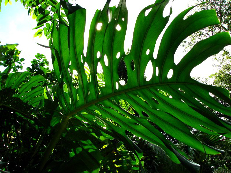 Flamingo-Gardens-Davie-FL-109