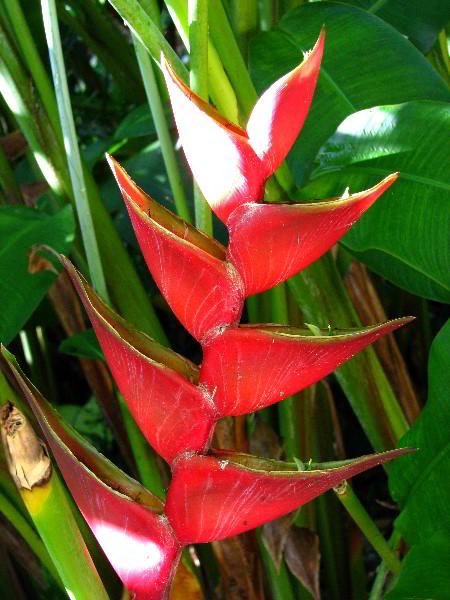 Flamingo-Gardens-Davie-FL-110