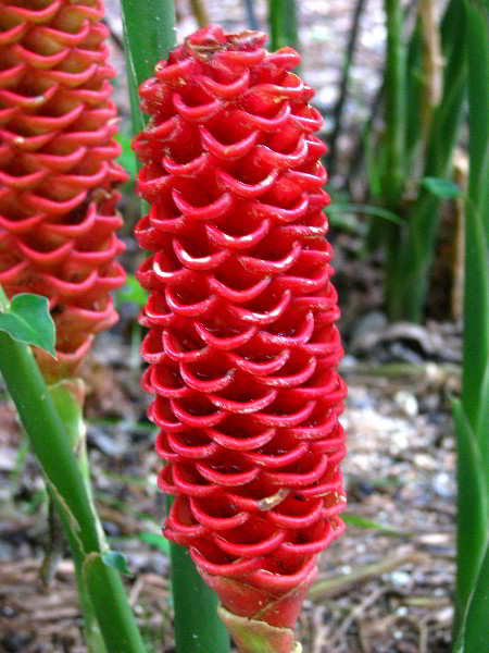 Flamingo-Gardens-Davie-FL-111