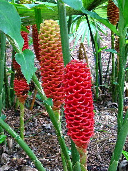 Flamingo-Gardens-Davie-FL-112