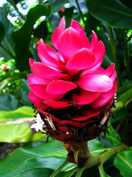 Flamingo-Gardens-Davie-FL-113