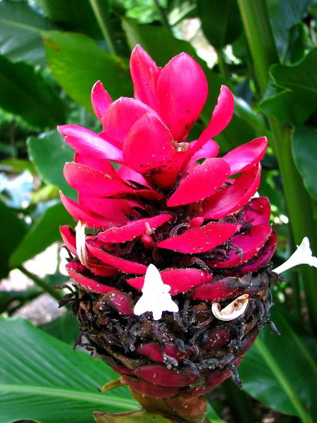 Flamingo-Gardens-Davie-FL-114