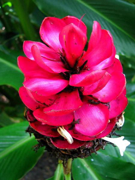 Flamingo-Gardens-Davie-FL-115