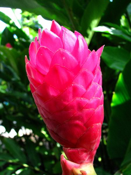 Flamingo-Gardens-Davie-FL-116