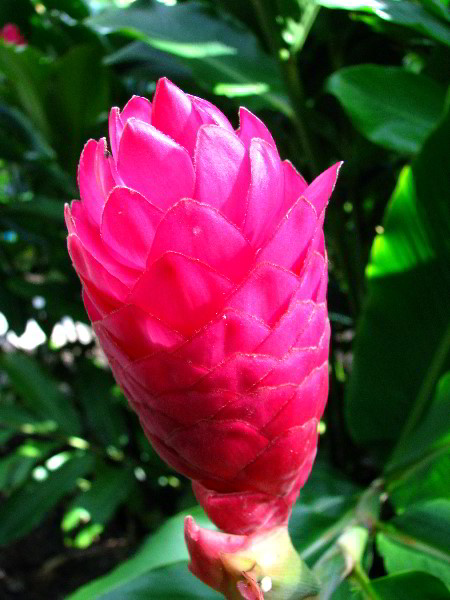 Flamingo-Gardens-Davie-FL-117