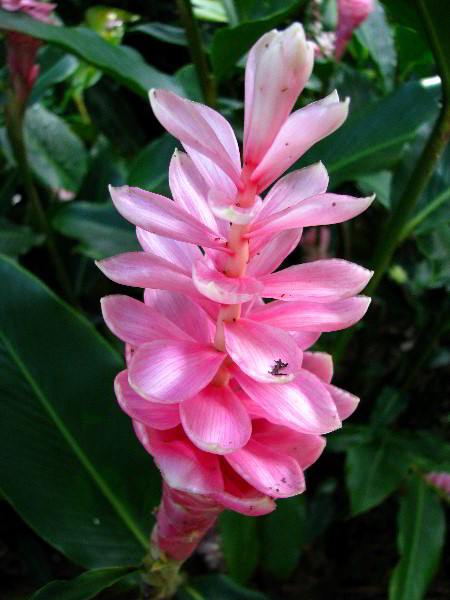 Flamingo-Gardens-Davie-FL-121