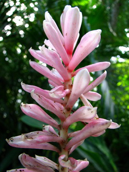 Flamingo-Gardens-Davie-FL-122