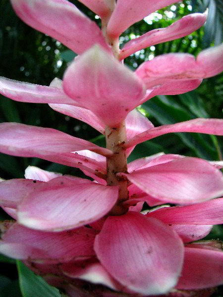 Flamingo-Gardens-Davie-FL-123