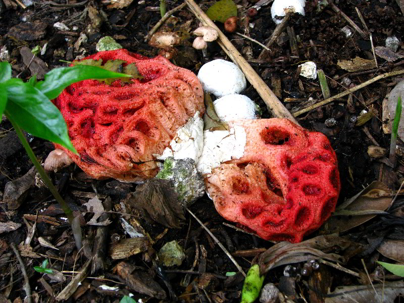 Flamingo-Gardens-Davie-FL-124