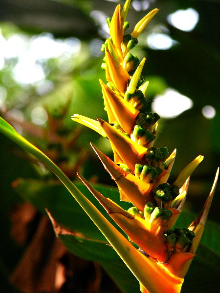 Flamingo-Gardens-Davie-FL-127