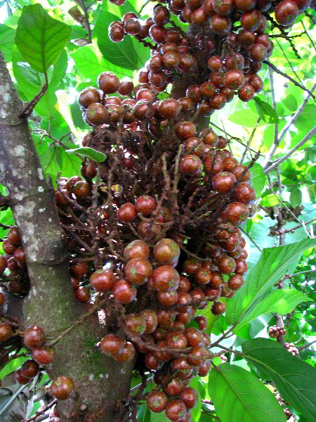 Flamingo-Gardens-Davie-FL-128