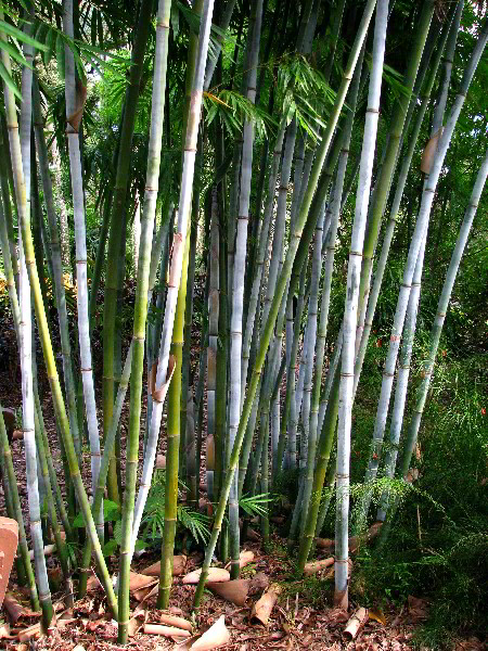 Flamingo-Gardens-Davie-FL-130