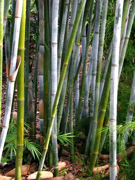 Flamingo-Gardens-Davie-FL-131
