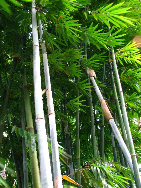 Flamingo-Gardens-Davie-FL-132