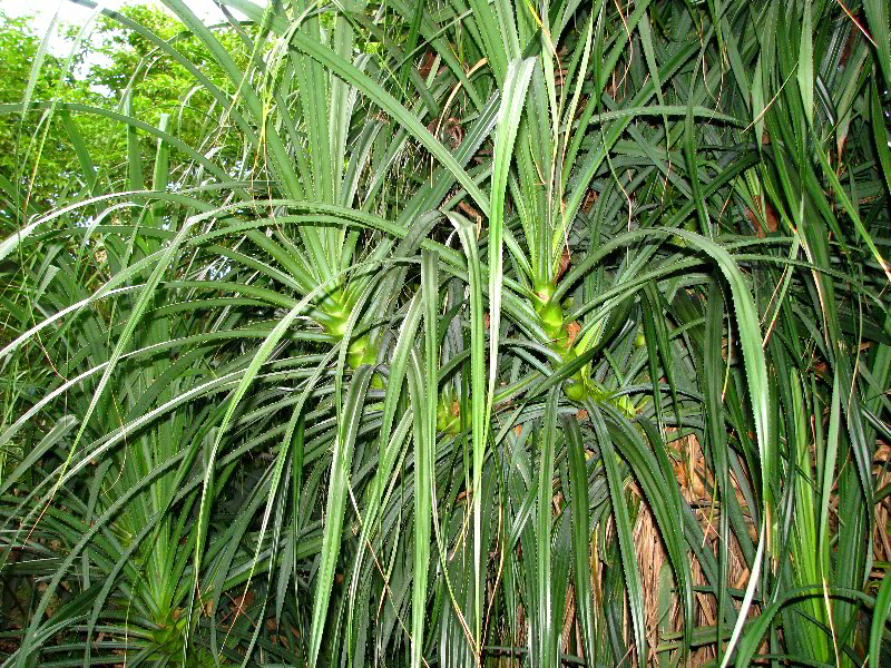 Flamingo-Gardens-Davie-FL-133