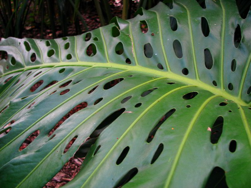 Flamingo-Gardens-Davie-FL-134