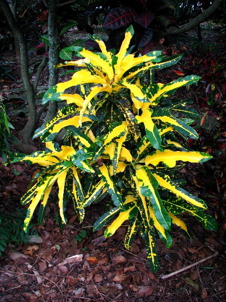 Flamingo-Gardens-Davie-FL-137