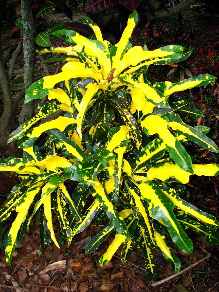 Flamingo-Gardens-Davie-FL-138