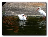 Flamingo-Gardens-Davie-FL-020