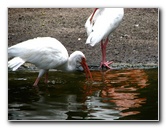 Flamingo-Gardens-Davie-FL-021