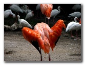 Flamingo-Gardens-Davie-FL-022
