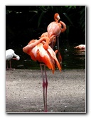 Flamingo-Gardens-Davie-FL-024