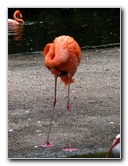 Flamingo-Gardens-Davie-FL-026