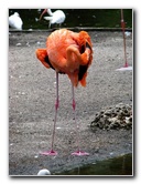 Flamingo-Gardens-Davie-FL-031