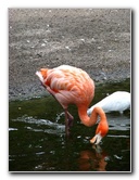 Flamingo-Gardens-Davie-FL-033