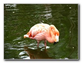 Flamingo-Gardens-Davie-FL-034