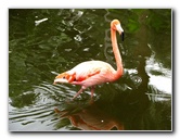 Flamingo-Gardens-Davie-FL-036